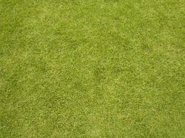 Green grass texture can be use as background photo