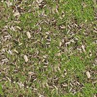 Green grass texture can be use as background photo