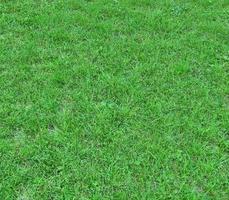 Green grass texture can be use as background photo