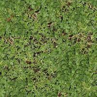 Green grass texture can be use as background photo