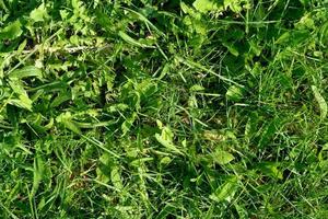 Green grass texture can be use as background photo