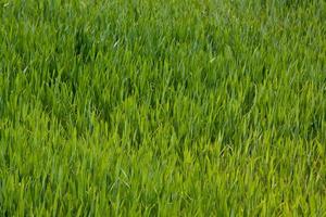 Green grass texture can be use as background photo