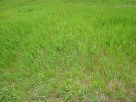 Green grass texture can be use as background photo