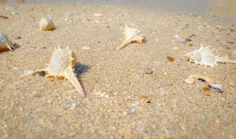 The sandy beach by the sea is a sight to behold. with soft golden sand Makes you feel refreshed and rejuvenated. Sandy beaches, shells and rocks make beach beautiful in nature. good place to relax photo