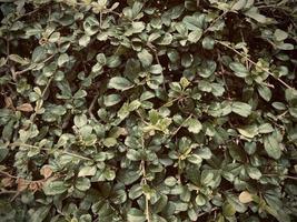 Green background, leaves background, ornamental plant background, It's a beautiful looking ornamental plant. It is an ornamental plant that makes you feel refreshed and at ease, thinking of nature. photo