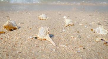 The sandy beach by the sea is a sight to behold. with soft golden sand Makes you feel refreshed and rejuvenated. Sandy beaches, shells and rocks make beach beautiful in nature. good place to relax photo