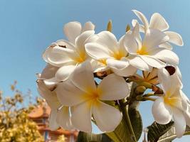 White Frangipani, white Plumeria, Temple Tree, Graveyard Tree, The flowers blooming in the garden look beautiful, Frangipani, Plumeria, Temple Tree, Graveyard Tree There are many in the tropical zone. photo