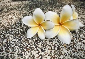 White Frangipani, white Plumeria, Temple Tree, Graveyard Tree, The flowers blooming in the garden look beautiful, Frangipani, Plumeria, Temple Tree, Graveyard Tree There are many in the tropical zone. photo