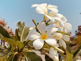 White Frangipani, white Plumeria, Temple Tree, Graveyard Tree, The flowers blooming in the garden look beautiful, Frangipani, Plumeria, Temple Tree, Graveyard Tree There are many in the tropical zone. photo