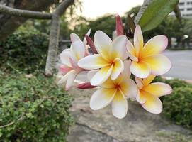 White Frangipani, white Plumeria, Temple Tree, Graveyard Tree, The flowers blooming in the garden look beautiful, Frangipani, Plumeria, Temple Tree, Graveyard Tree There are many in the tropical zone. photo