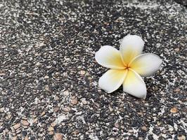 White Frangipani, white Plumeria, Temple Tree, Graveyard Tree, The flowers blooming in the garden look beautiful, Frangipani, Plumeria, Temple Tree, Graveyard Tree There are many in the tropical zone. photo