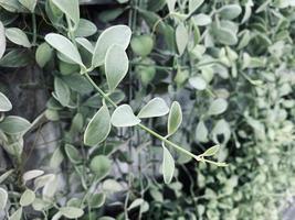 Green background, leaves background, ornamental plant background, It's a beautiful looking ornamental plant. It is an ornamental plant that makes you feel refreshed and at ease, thinking of nature. photo
