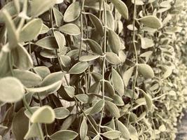 verde fondo, hojas fondo, ornamental planta fondo, es un hermosa mirando ornamental planta. eso es un ornamental planta ese hace usted sensación refrescado y a facilidad, pensando de naturaleza. foto