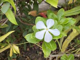 hermosa flores, elegante blanco flores son floreciente en un hermosa fondo, el flores ese floración en el jardín Mira hermosa y elegante. hace usted sensación refrescado me gusta en toque con naturaleza. foto