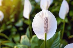 Peace Lily has white bracts. It resembles a heart shape wrapped in a tubular inflorescence with light yellow florets surrounding it. It is a tree that can purify the air very well. photo