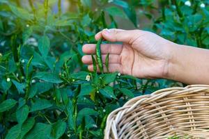 Thai people pick chili peppers that are planted in the garden behind the house to cook. in the concept of kitchen garden vegetables, sufficiency economy, seasonings, herbs photo