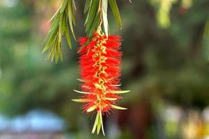 Weeping Bottle Brush is a tall tree. has long pointed leaves. Leaves around the branches are long tassels hanging down. Flowers emerge at the top. Spike-shaped inflorescences with colorful stamens. photo