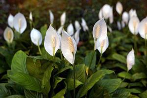Peace Lily has white bracts. It resembles a heart shape wrapped in a tubular inflorescence with light yellow florets surrounding it. It is a tree that can purify the air very well. photo