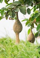 Baya weaver bird nest photo