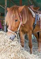 Horse in farm photo