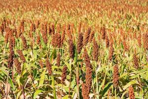 mijo o sorgo un importante cereal cosecha en campo foto