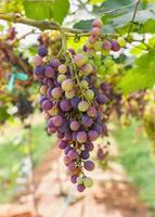 Red Grapes on the vine photo