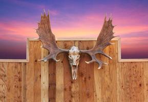 Skull Moose hung on wall photo