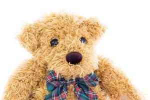 Close up teddy bear portrait on white photo