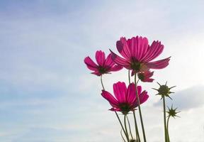 Pink cosmos flowers photo