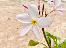 White Frangipani, white Plumeria, Temple Tree, Graveyard Tree, The flowers blooming in the garden look beautiful, Frangipani, Plumeria, Temple Tree, Graveyard Tree There are many in the tropical zone. photo