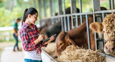 Asian young farmer woman with tablet pc computer and cows in cowshed on dairy farm. Agriculture industry, farming, people, technology and animal husbandry concept. photo