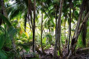 Coconut palm trees on small nature walk to police bay, Mahe Seychelles photo