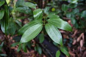 Anse major nature trail cinnamon tree leaves, Mahe, Seychelles photo