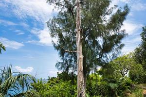 anse mayor naturaleza sendero seco árbol maletero en el sendero lado, mahe seychelles foto