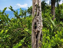 Anse major nature trail dried tree trunk, Mahe Seychelles photo