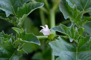 leaves and flower of datura ferox on the plant photo