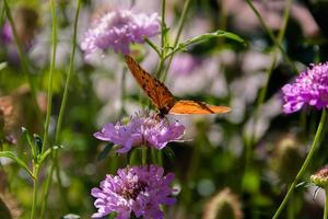 hermosa monarca mariposa revoloteando terminado lila flores y cardos foto