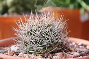 background texture green cactus with thorns photo