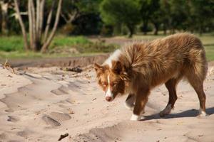 mestizo perro cruces siberiano caminando al aire libre foto