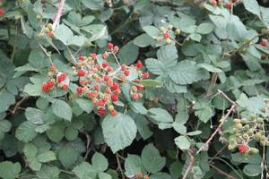 wild raspberries in the sierras in summer photo