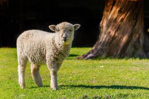 portrait of lamb in the field with black background photo