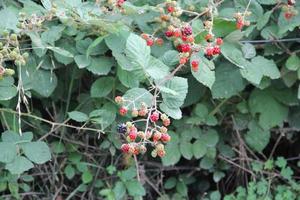 wild raspberries in the sierras in summer photo