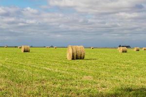 bales of alfalfa in the field in summer photo