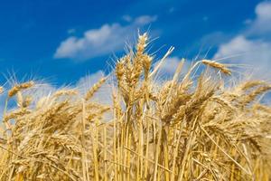 golden wheat by the sun in the field photo