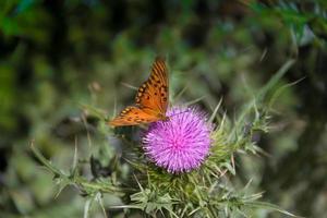 hermosa monarca mariposa revoloteando terminado lila flores y cardos foto