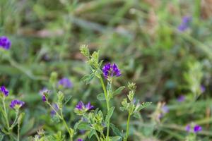 violet flowers of alfalfa plantation in the field photo