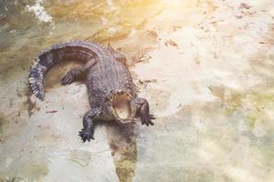 Crocodile in the pond photo