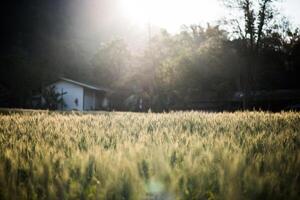 field of wheat farm photo