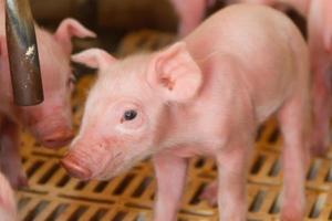 pig hatchery for pig meat consumption in the field photo