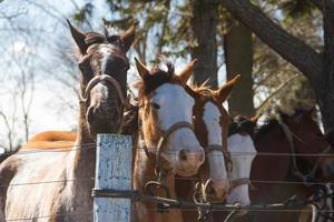 hermosa Doméstico caballos en el argentino campo foto